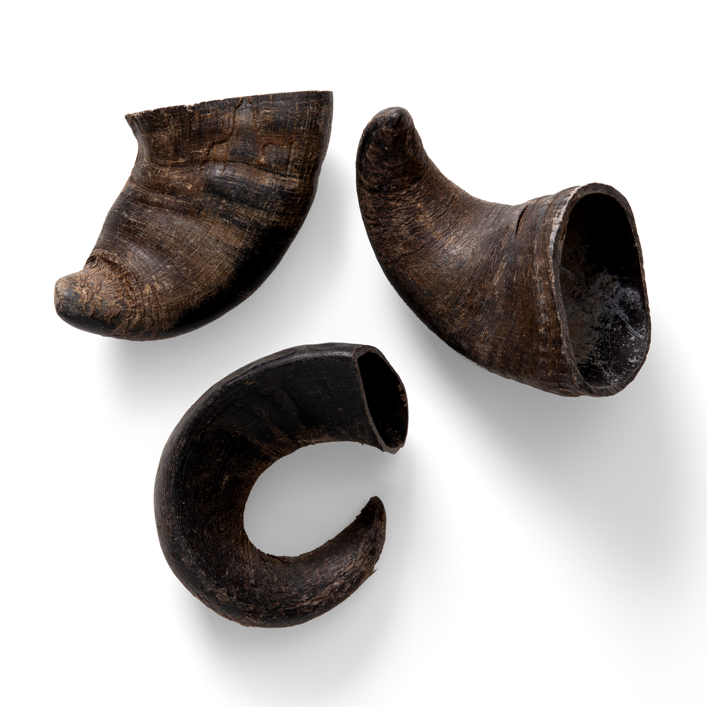 NAW Buffalo Horn Small (3PK)